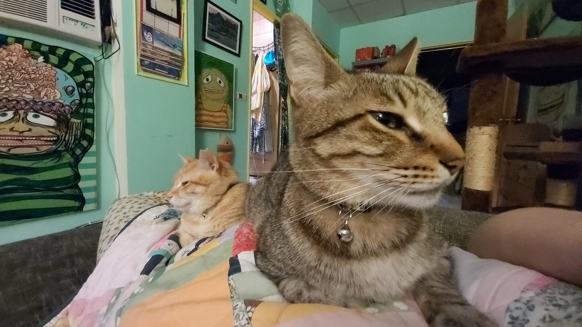 FattyRomance's tweet photo. Saturday night with these bozos is liiiiiiiiiiiiiiiiiiiiiiit! #SaturdayNightFever #catparty #liiiiiiiit https://t.co/b25tnyTPUu