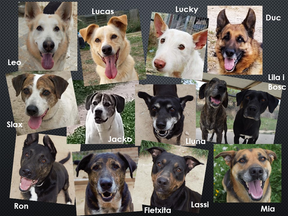 Associació Els Quissos (@elsquissos) on Twitter photo ❤ QUISSOS EN ADOPCIÓ ❤
Aquests són alguns dels quissos que tenim actualment en adopció
Si voleu apadrinar, acollir o adoptar algun d'ells no dubteu a preguntar-nos, gràcies!
☎ 630349755
💌 elsquissos@gmail.com
🕸<a href="/elsquissos/">Associació Els Quissos</a> ❤ QUISSOS EN ADOPCIÓ ❤
Aquests són alguns dels quissos que tenim actualment en adopció
Si voleu apadrinar, acollir o adoptar algun d'ells no dubteu a preguntar-nos, gràcies!
☎ 630349755
💌 elsquissos@gmail.com
🕸<a href="/elsquissos/">Associació Els Quissos</a>