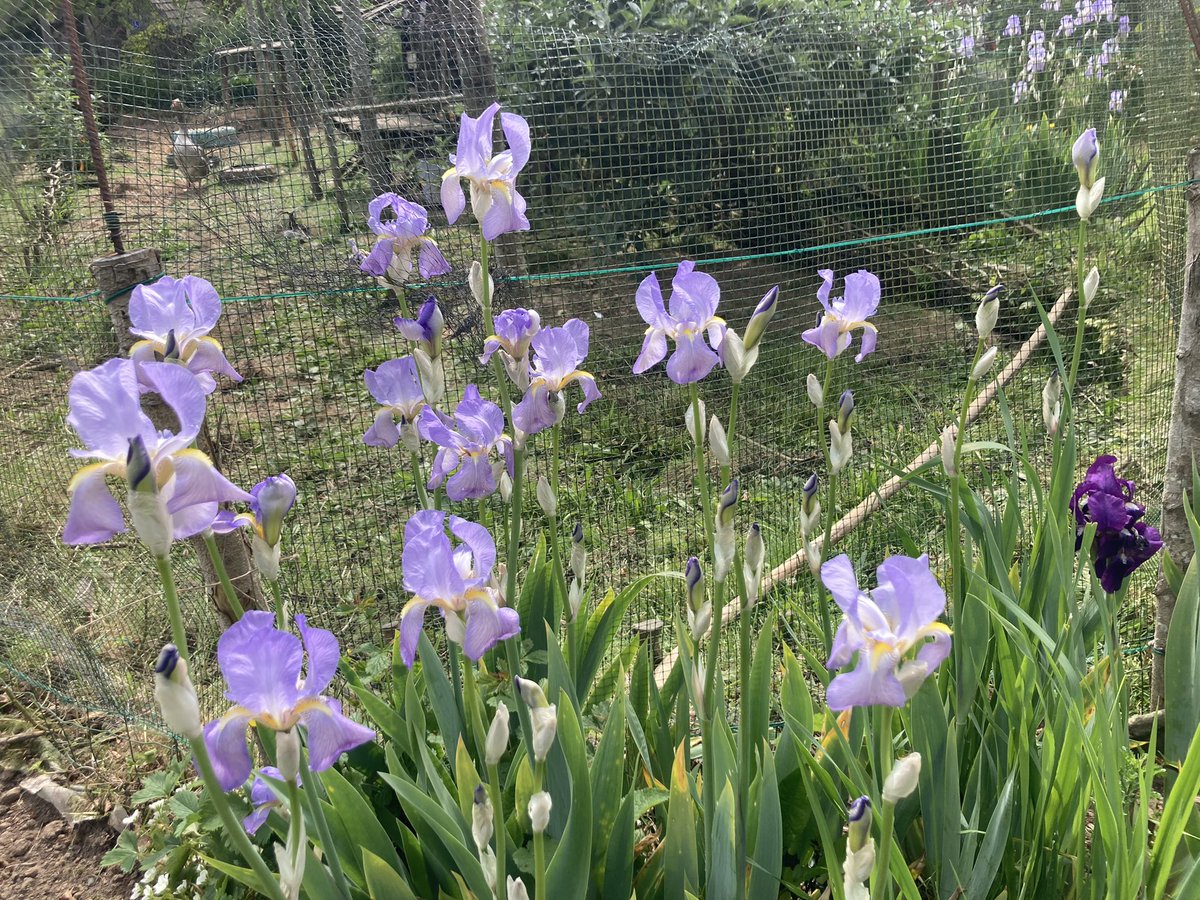 AvecMistler's tweet photo. L’Etang des Raconteurs fait sa fête, cet après-midi, à Hardinvast : de nombreuses animations, ambiance garantie ! https://t.co/zAUxsJUgVY