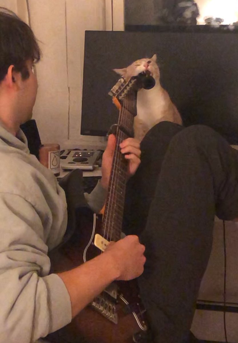 cats being weird little guys 👅 (@weirdlilguys) on Twitter photo 