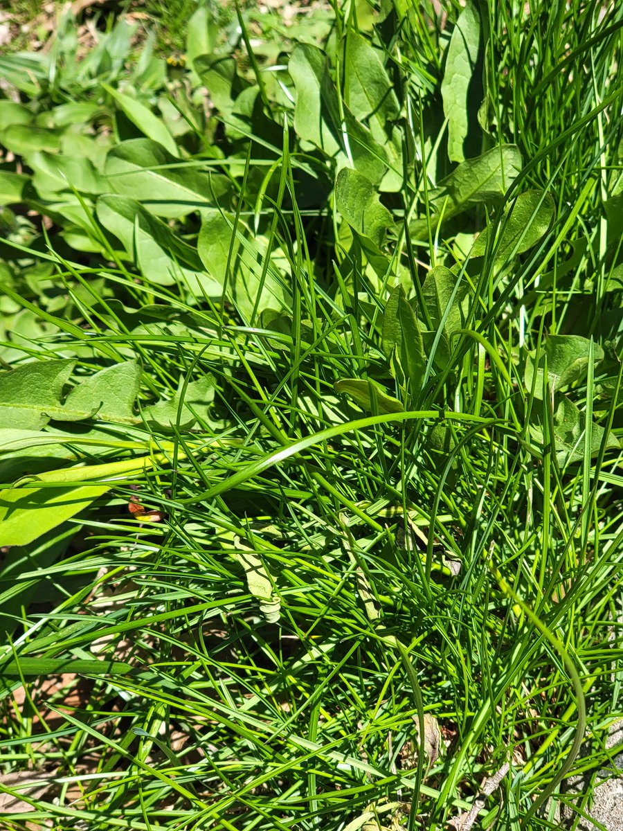 JPM_Mattai's tweet image. #AprilTextureChallenge