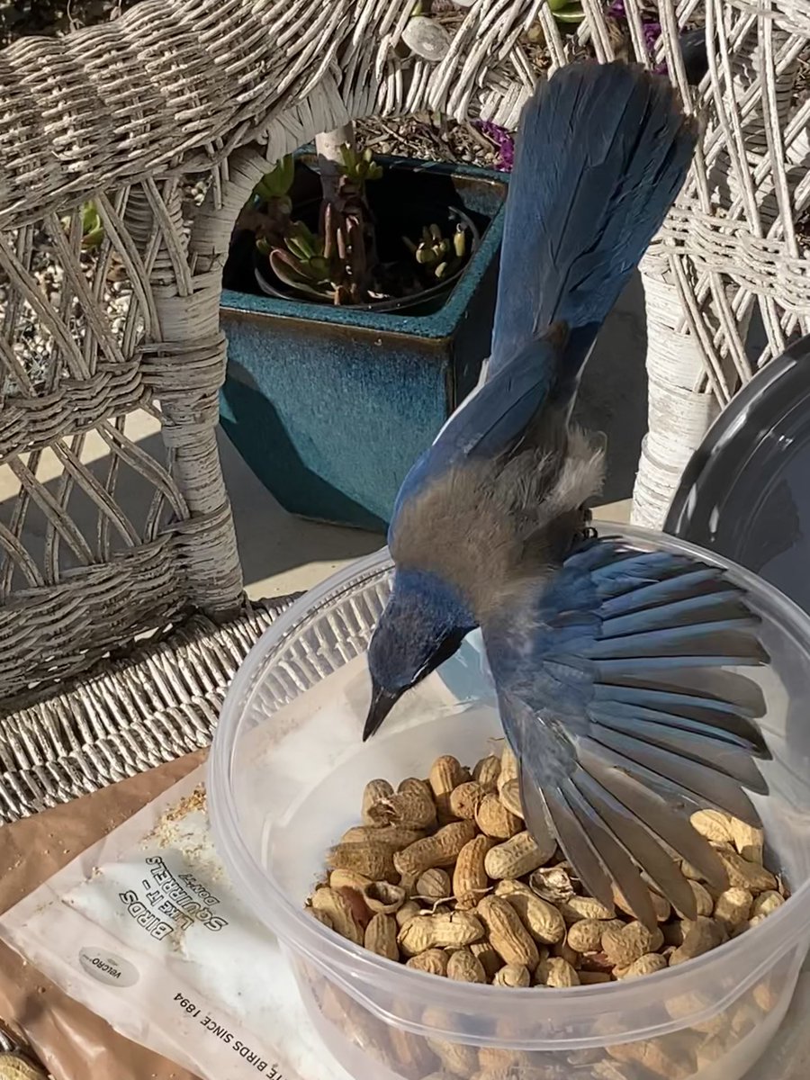 bruisermom's tweet photo. A good morning for a visit from beautiful #CAScrubJay — haven’t seen any for awhile so this was a treat, which deserved treats in return! Loved the #WingFling too. https://t.co/pPZJ0getZT