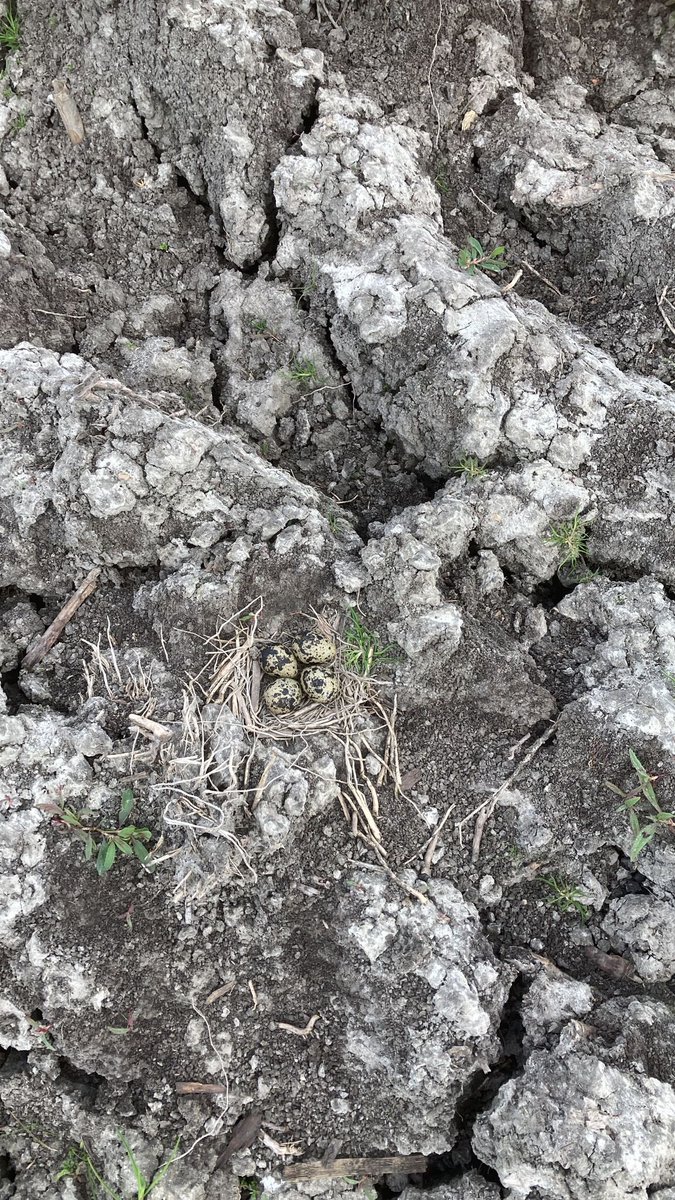 WilkoPalstra's tweet photo. Mooie nazorgochtend gehad ondanks de regen. Weer heel wat nesten kunnen opsporen met de drone!. @firefigter17 heeft heel wat gemist!.
#bfvw https://t.co/Ft3xtPYTNd