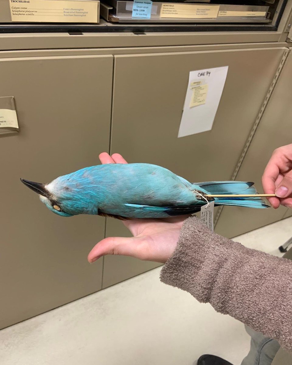 BioDivDay's tweet image. Want to see #MWFB specimens, like these Summer Tanagers, European Rollers, Belted Kingfishers, and Gouldian Finch, in person? 

The Museum is a research collection and can be visited by appointment only. Please email mwfb@ucdavis.edu to schedule a tour. #UCDavis