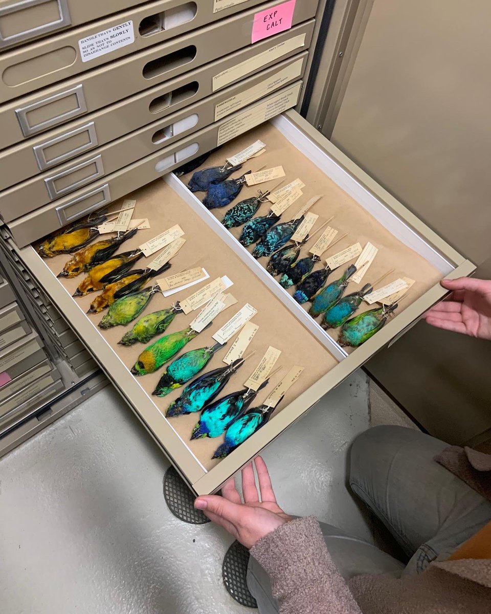 BioDivDay's tweet image. Want to see #MWFB specimens, like these Summer Tanagers, European Rollers, Belted Kingfishers, and Gouldian Finch, in person? 

The Museum is a research collection and can be visited by appointment only. Please email mwfb@ucdavis.edu to schedule a tour. #UCDavis