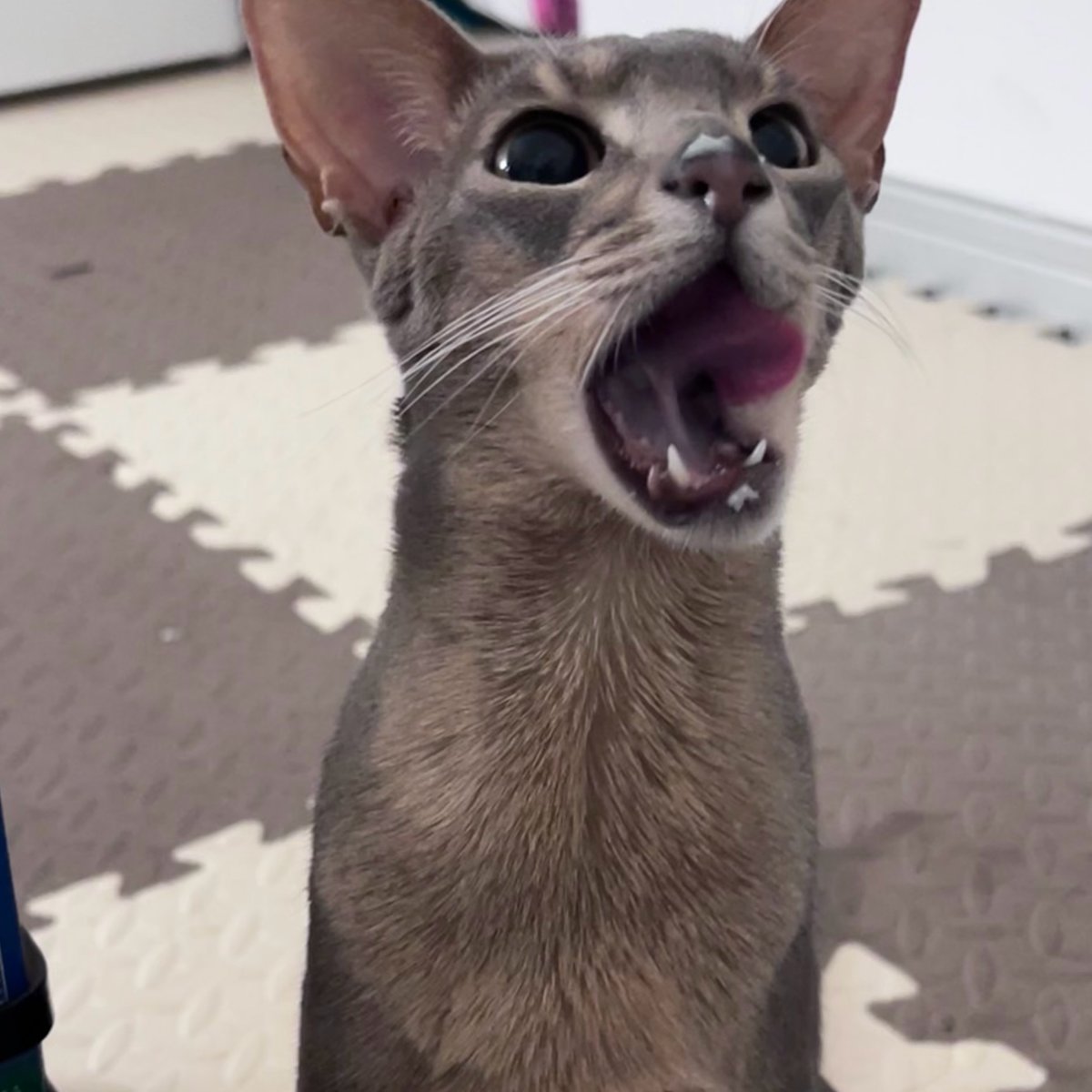 20220429 
纯欲 ​​​​

© 周八营业的普通人
#⃝袁一琦