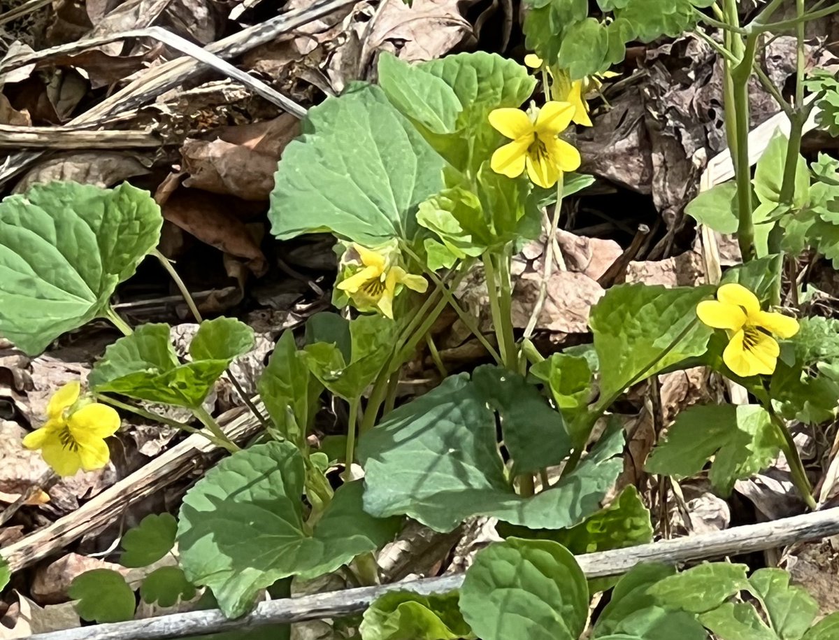 PeachyKeenBean7's tweet photo. Yellow Violets & Wild Ginger in bloom 💗 #wildflowers #ephemerals https://t.co/xtK27q8bDQ