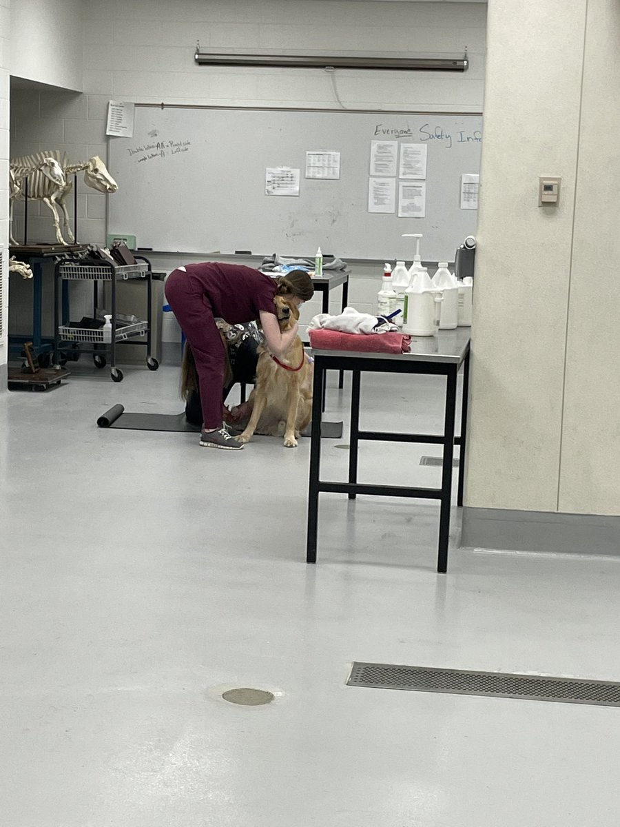 fredandfee's tweet photo. #ThankYou @VaMdVetMed for our baths! 🛁 ❤️🐶 #virginiatech https://t.co/MYZYzX6R2Y
