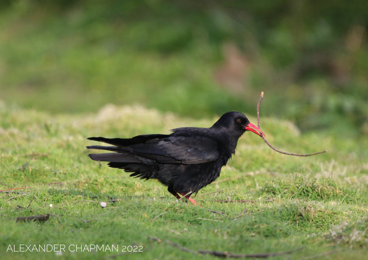Chough showing excellently at the Lizard yesterday evening. Earlier in the afternoon we also had 2+ calling cuckoos and a singing grasshopper warbler. Cracking Cornish day’s birding! (Reposted due to wrong location) <a href="/cornishchoughs/">Cornish Choughs 〓〓</a> <a href="/CornwallBrdNews/">Cornwall Birding</a> <a href="/CBWPS1/">Cornwall Birds</a>