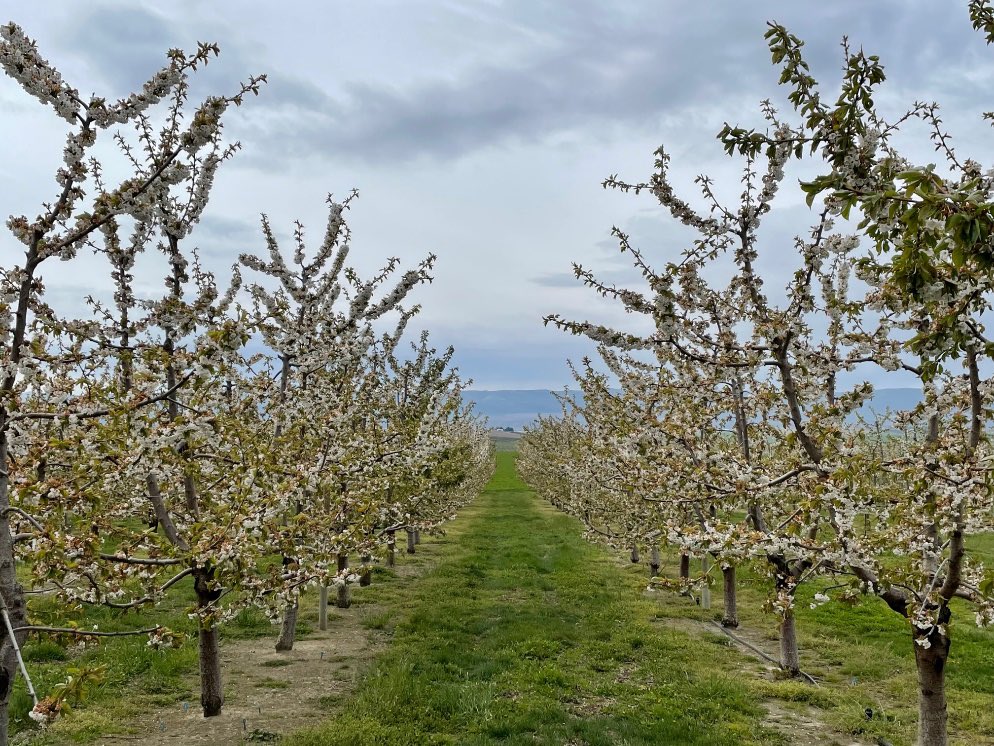 Orchard updates straight from our growers! This beautiful blooming cherry block had a lot of bee activity, and should be ready for first harvest in just a few more weeks! 🐝 #WashingtonCherries #Cherries #TheFarmComesFirst #Spring #Bloom