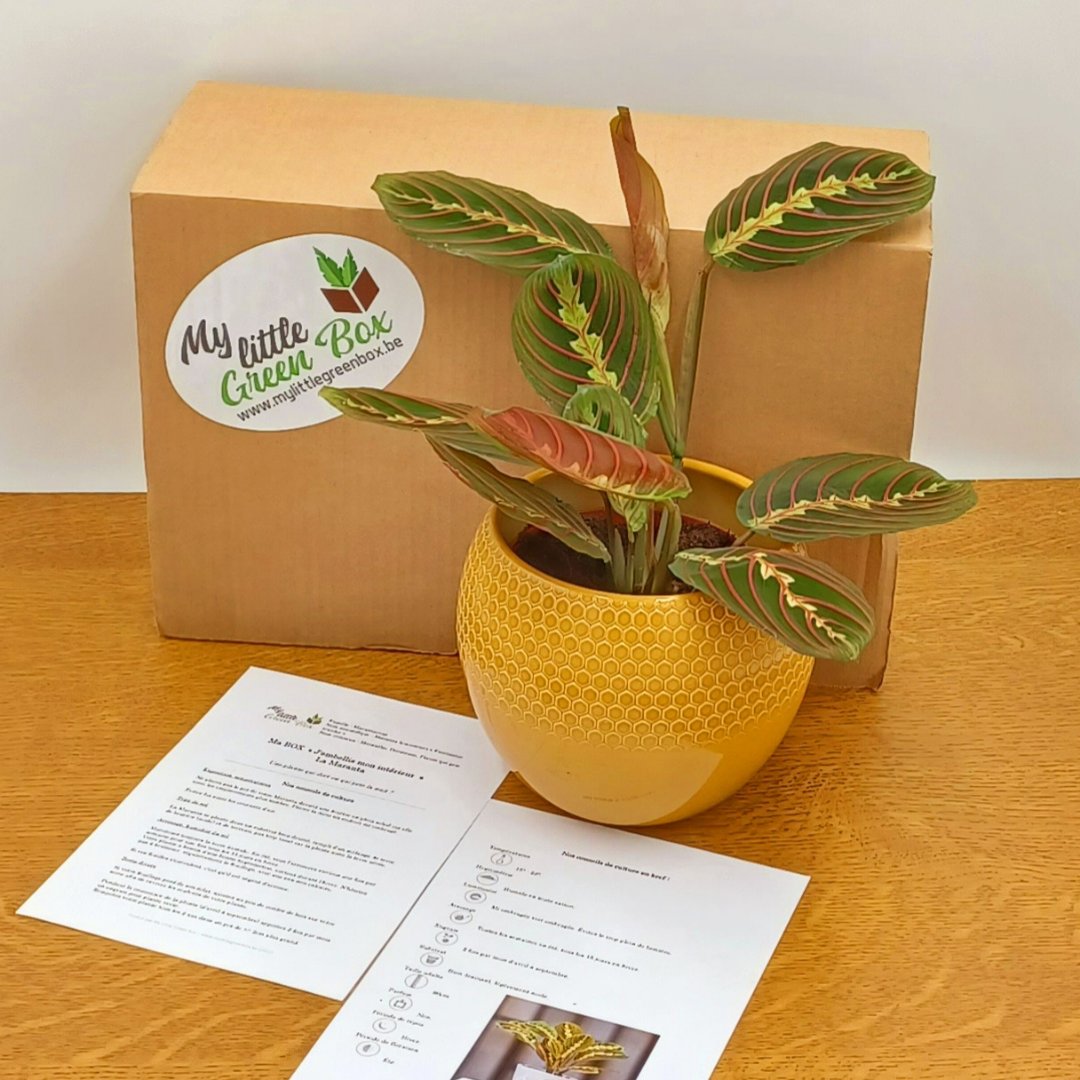 MyLittleGreenB2's tweet photo. Notre dernière box "J'embellis mon intérieur" et sa 𝗠𝗮𝗿𝗮𝗻𝘁𝗮 𝗹𝗲𝘂𝗰𝗼𝗻𝗲𝘂𝗿𝗮 "𝗙𝗮𝘀𝗰𝗶𝗻𝗮𝘁𝗼𝗿"🌱🌿🌱 
#mylittlegreenbox #mlgb #jembellismoninterieur #green #plantaddict #plants #houseplantsclub #houseplantsofinstagram #maranta #marantafascinator #marantaleuconeura https://t.co/INzOEyDygO