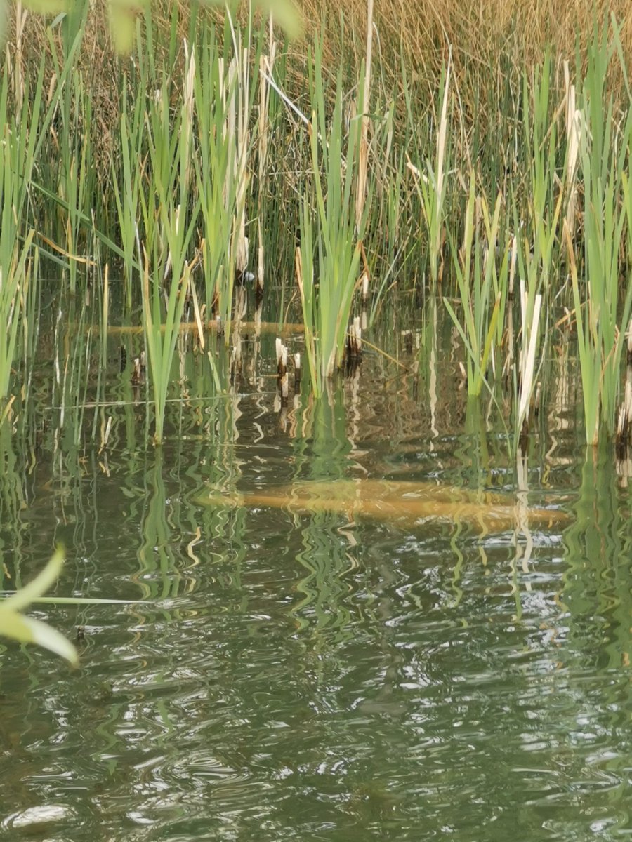 Love this lake its no fishing but I've already had the biggon out koi only lake