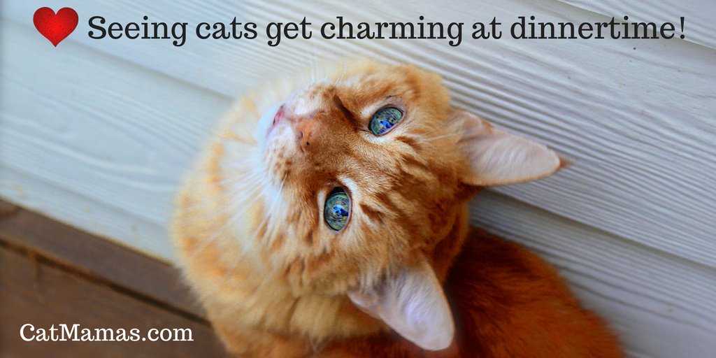 25 purrfectly natural reasons to love cats | ❤ 4. There's nothing funnier than a desperately charming cat at dinner time.
