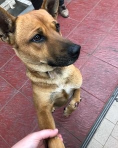 leap_my's tweet image. They know a sucker when they see one!

I know we aren&apos;t supposed to pet the animals in other countries to stay safe, but this dog pet ME. It doesn&apos;t count, right?

#myflyingleap #travel #thailand