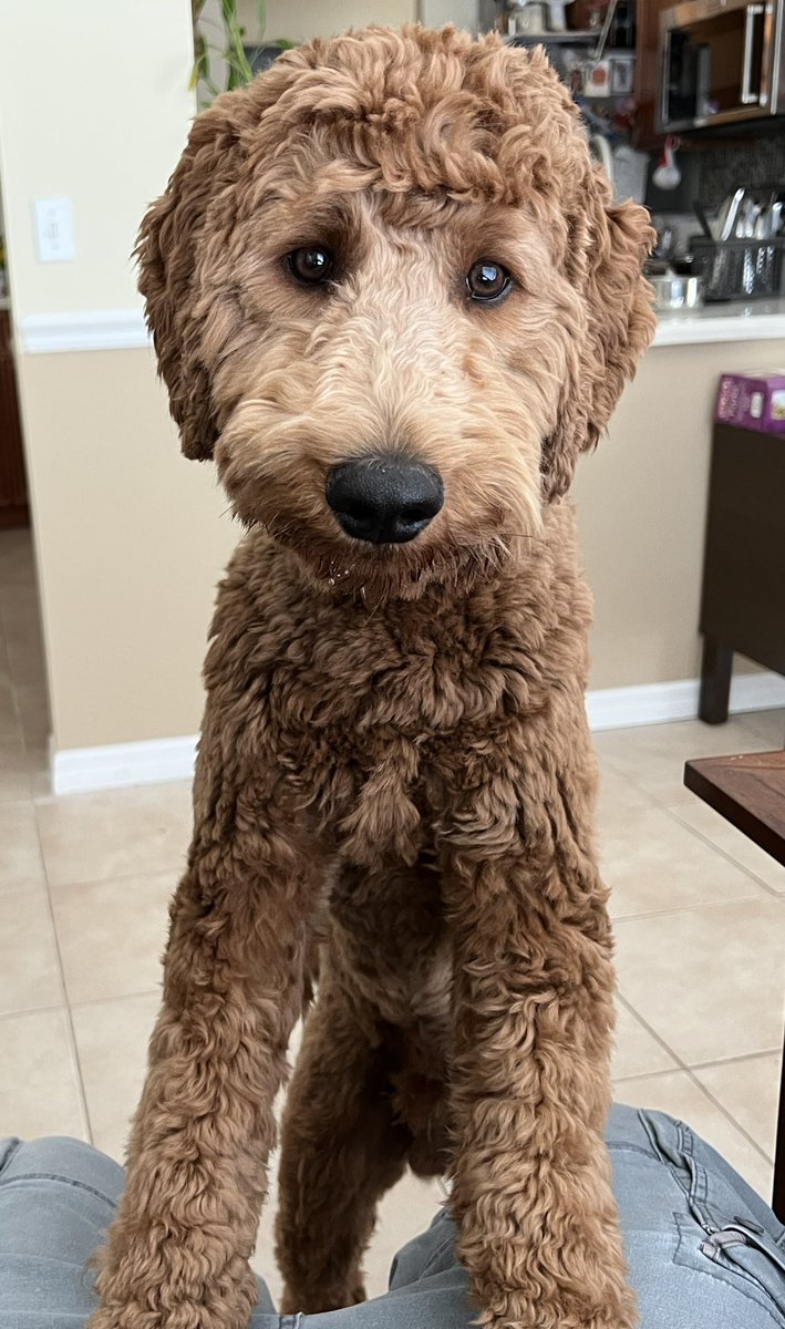 jasongolf's tweet image. I wonder what he’s thinking.. #dog #goldendoodle #doodle #poodle #pet #animal
