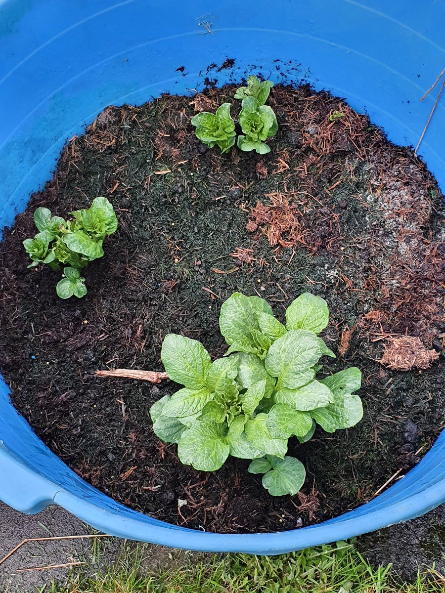 RHETAngusCI's tweet image. Angus Potato Project Friday update (Saturday I know), tatties coming on well, still keeping them covered with bubblewrap as we have had some really cold days but did uncover them this afternoon so they could get a nice bit of rain. @TheRHET @mccain #scanstone #eastcoastviners