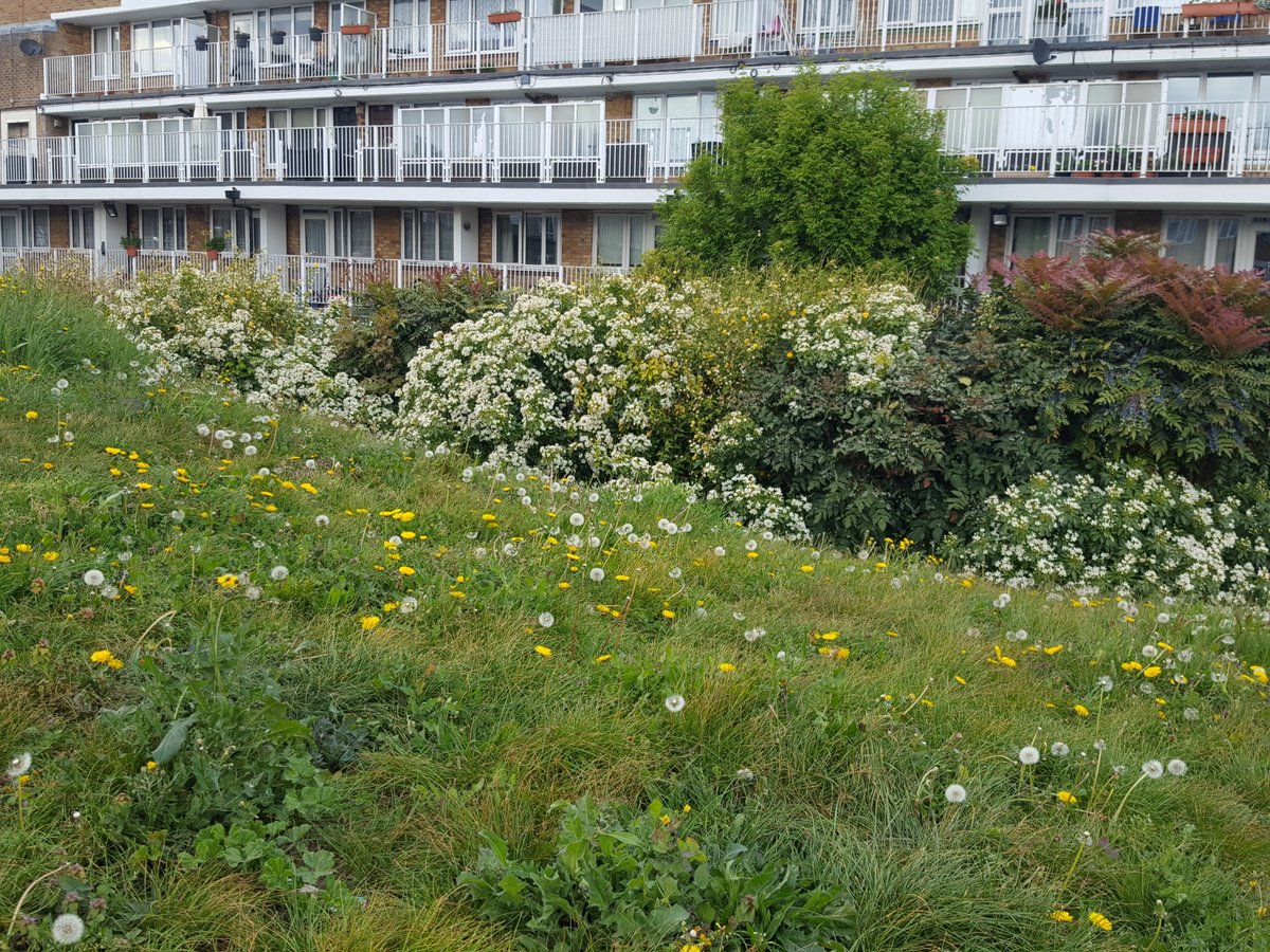 Trees For Bermondsey tweet media
