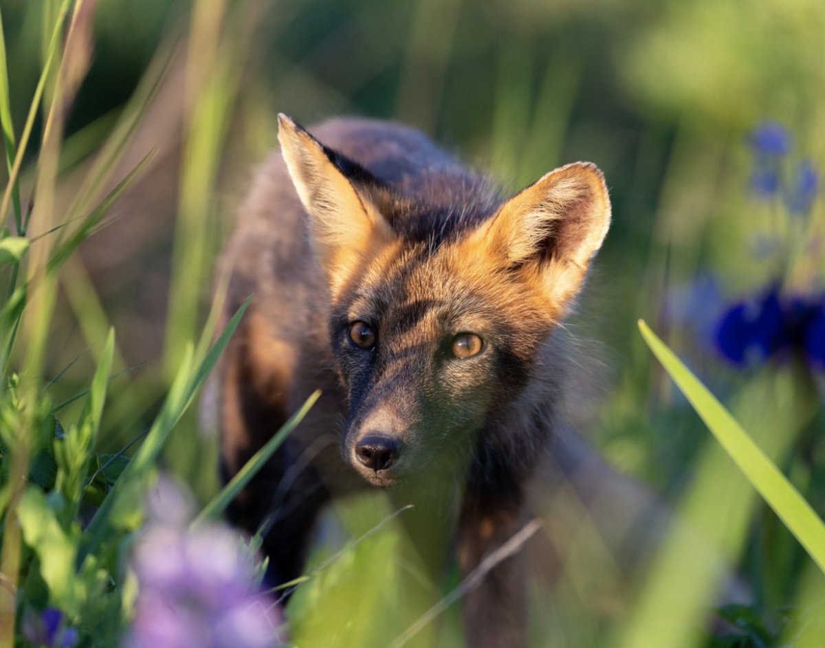 dabeard's tweet photo. She grew up in Alaska's wilds.
Her parents nurtured a love of the north.
Acacia Johnson gets it.
Deeply.
And shows us in her photography.
https://t.co/Bg9AO7LNCD @_AcaciaJohnson @NatGeo @ICPhotog @WhitneyLatorre https://t.co/QfanuKbqKX