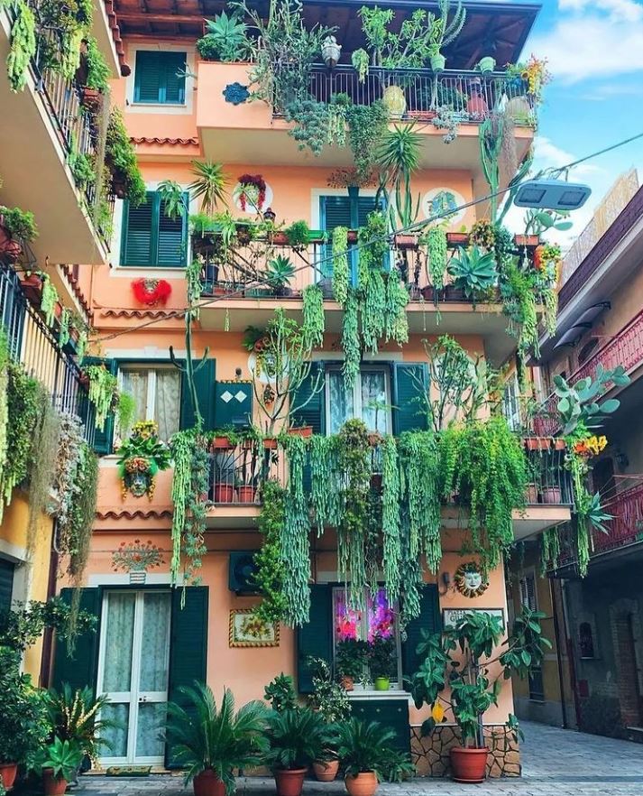 HobbyistPlant's tweet photo. I would love to live in a plant-filled neighborhood 🌿💚

Credit: IG @ hairventures https://t.co/pbwkELUrmM