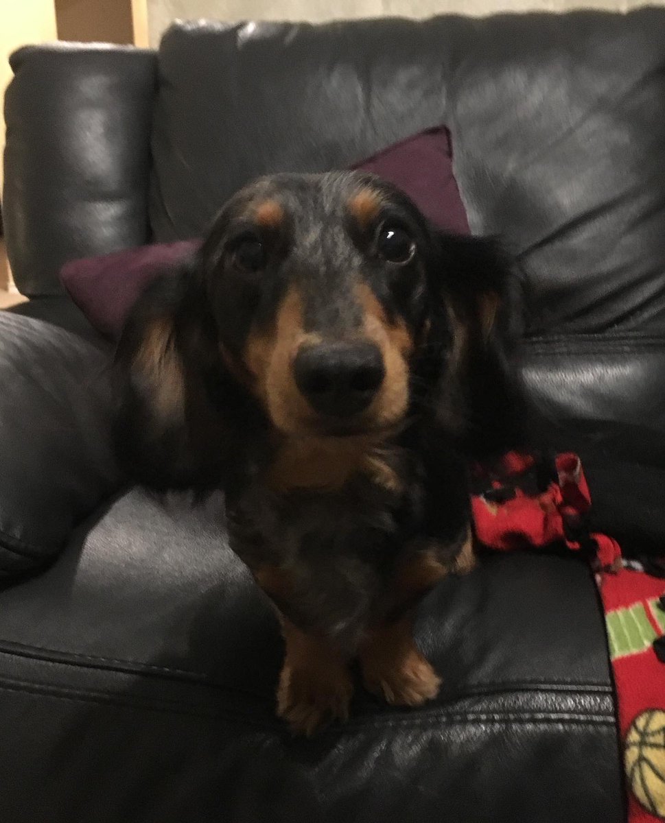 ImMavis414's tweet photo. dog #doggy https://t.co/GYW3CO9kPY