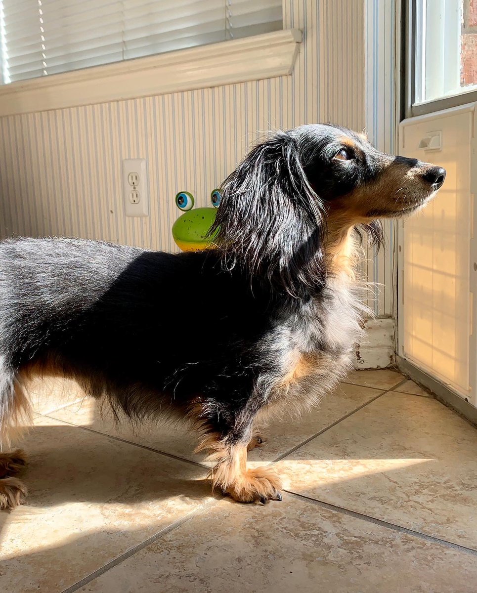 ImMavis414's tweet photo. dog #doggy https://t.co/GYW3CO9kPY