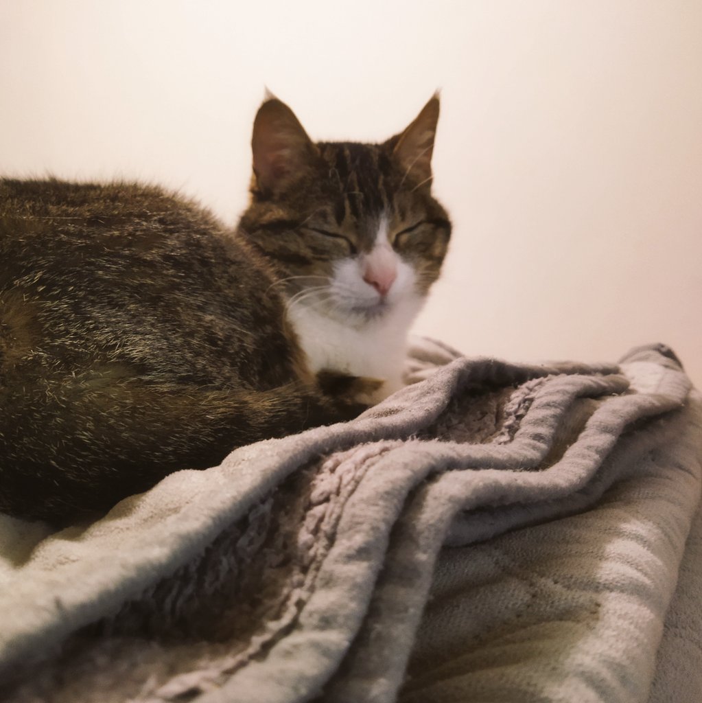 DsBecas's tweet image. Que sono!!!😴