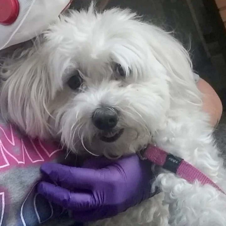 SosAbuelos1's tweet photo. CHIQUITA es una preciosa bichón de 7 años y necesita una familia buena como ella 
Su dueña está enferma y tiene que ir a una residencia.

 Whatsapp  626982001.
Esta en Zaragoza . https://t.co/KEGYa5OsvC