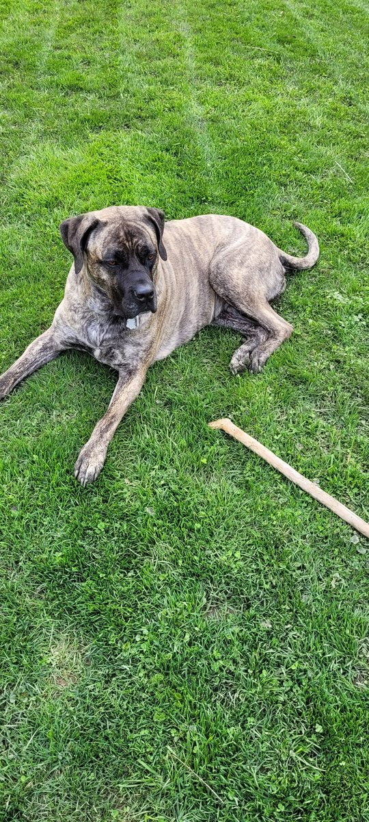Joetech3000's tweet photo. First grass cut of the year. Found a big stick to chew too!
#CorsoPresa #mastifflife https://t.co/9e4iwwsNX6