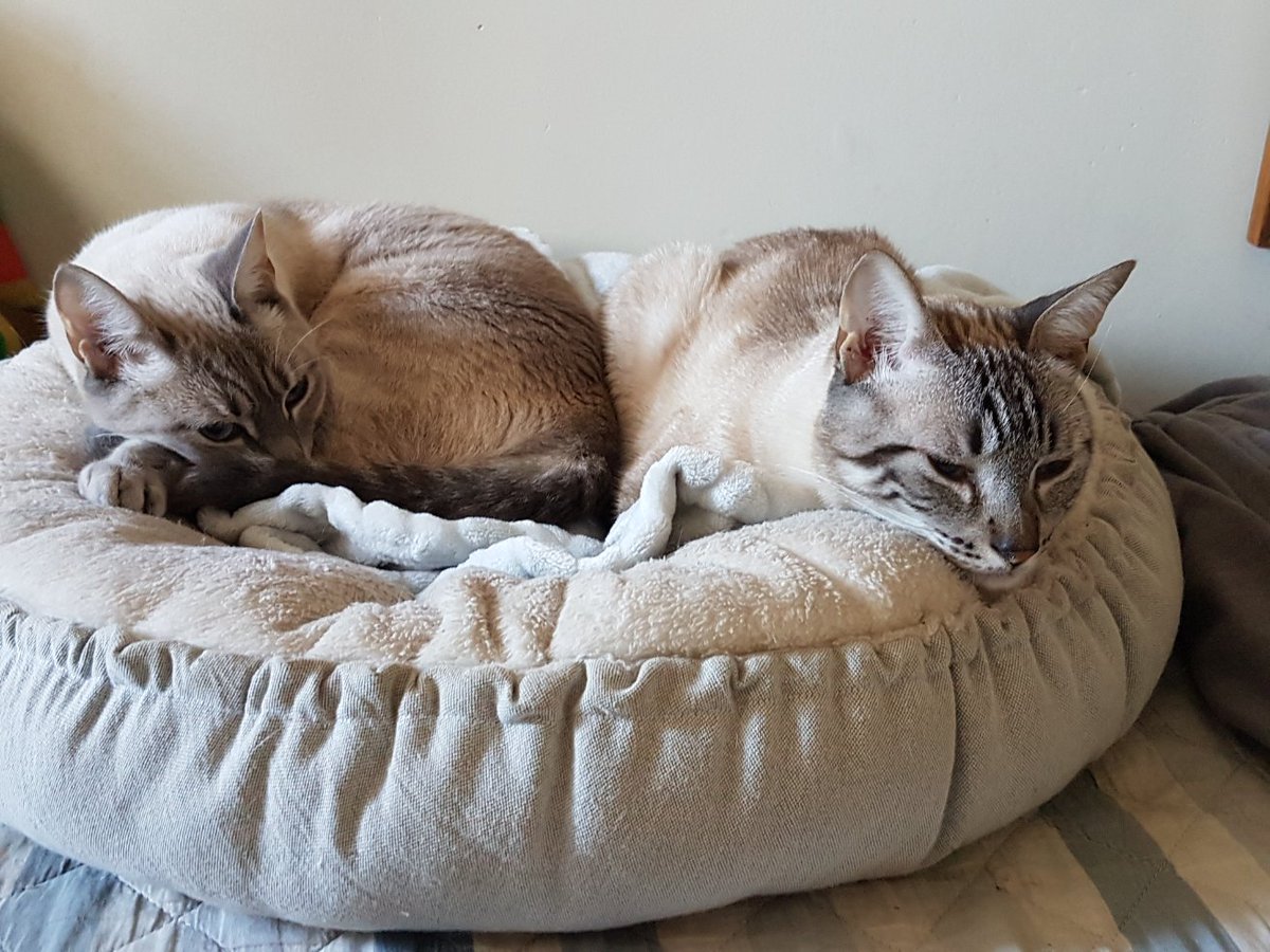 gravalei's tweet photo. @OutlandishScot 
Nailah &amp; Zaid 
Happy Tabby Day!!!
😍😍😍 https://t.co/52RFhxwAkC