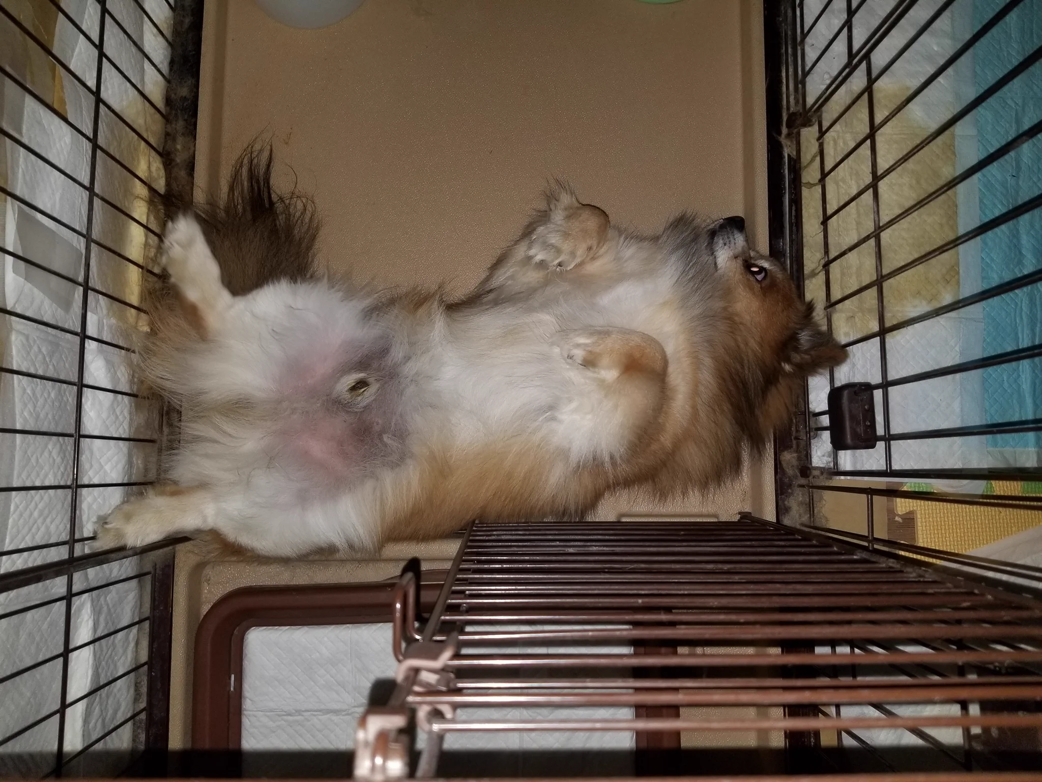 @Aefh3sg0R43qi3o あらーマリナ、大好きなお散歩コースに嫌いなものが出来ちゃってこまるねぇ
うちも他人事ではないので気を付けることにします。 