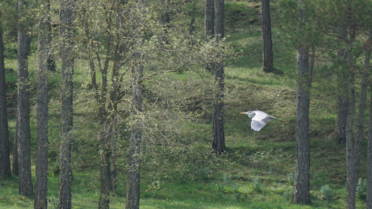 jmpicasprat's tweet photo. Avui a més del bimbo amb el #mosquiterpallid #cargolet i #bernatpescaire #bimbo #casserres #berguedà #ocells #ocellsdavui #ocellsdecatalunya #birds https://t.co/ZS7zaXou9S