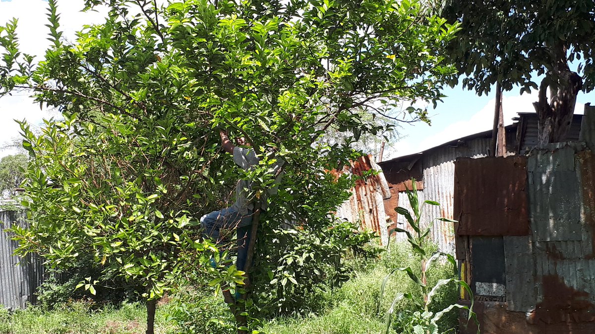 nicerawanjiruki's tweet image. #EarthBeatChallenge day 1. I don't take this for granted. As a climate champion this is humbling @OneEarthBeat 
@Steven_Ramage 
Shem who is 37 and youngest is appealing to the World Climate Conversation to be localized and to be everyone's business.