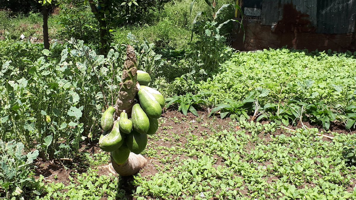 nicerawanjiruki's tweet image. #EarthBeatChallenge day 1. I don't take this for granted. As a climate champion this is humbling @OneEarthBeat 
@Steven_Ramage 
Shem who is 37 and youngest is appealing to the World Climate Conversation to be localized and to be everyone's business.