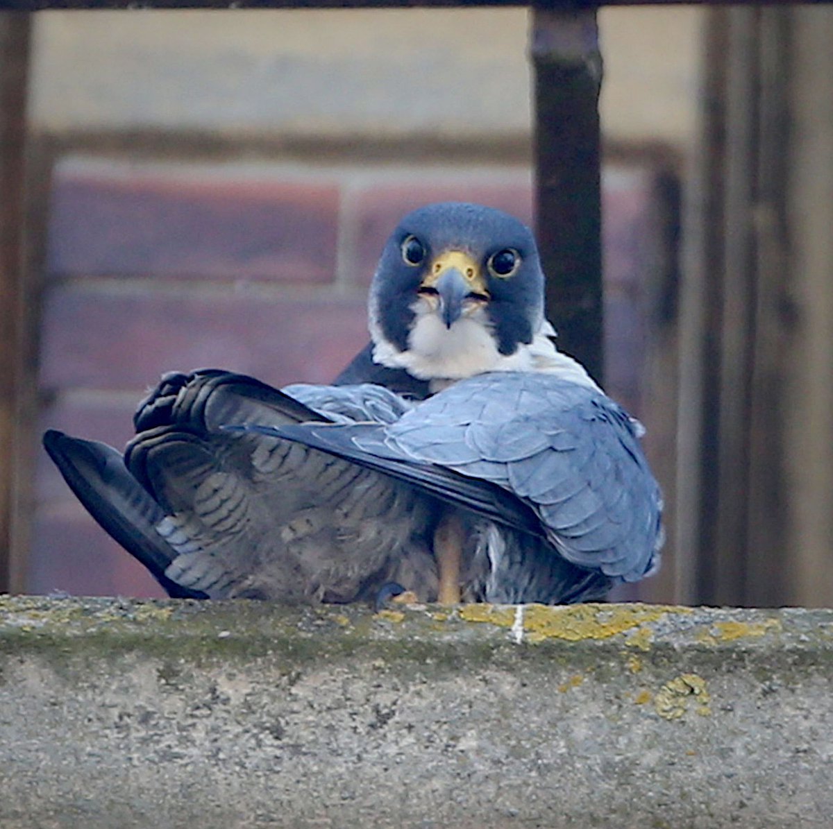 aitchkbee's tweet photo. @Scruffy_Lady took some stunning photos this morning with the Peregrine Watch Team in Leamington. It was amazing to watch the new Peregrine Father fly around town.

@LeamPeregrines @WKWT @Warwick_DC @opticronuk @RLSTownCouncil @BelvoirLeamSpa https://t.co/yvGauOoSMZ