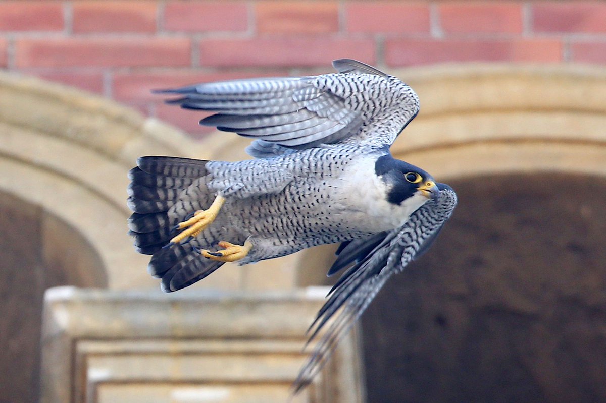 aitchkbee's tweet photo. @Scruffy_Lady took some stunning photos this morning with the Peregrine Watch Team in Leamington. It was amazing to watch the new Peregrine Father fly around town.

@LeamPeregrines @WKWT @Warwick_DC @opticronuk @RLSTownCouncil @BelvoirLeamSpa https://t.co/yvGauOoSMZ
