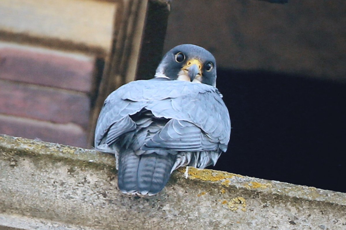 aitchkbee's tweet photo. @Scruffy_Lady took some stunning photos this morning with the Peregrine Watch Team in Leamington. It was amazing to watch the new Peregrine Father fly around town.

@LeamPeregrines @WKWT @Warwick_DC @opticronuk @RLSTownCouncil @BelvoirLeamSpa https://t.co/yvGauOoSMZ