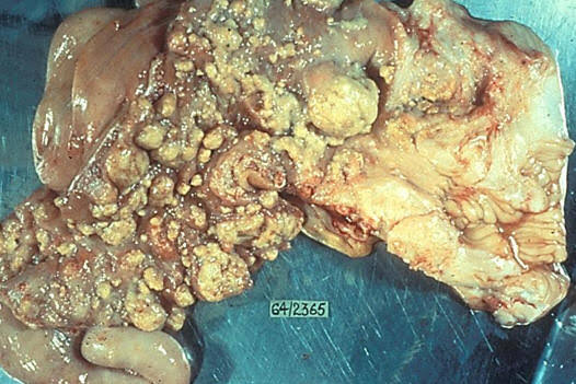 Bu etler soframıza gelmesin diye emek verirken, hunharca öldürülüyoruz
#VeterinerHekimlerZorda