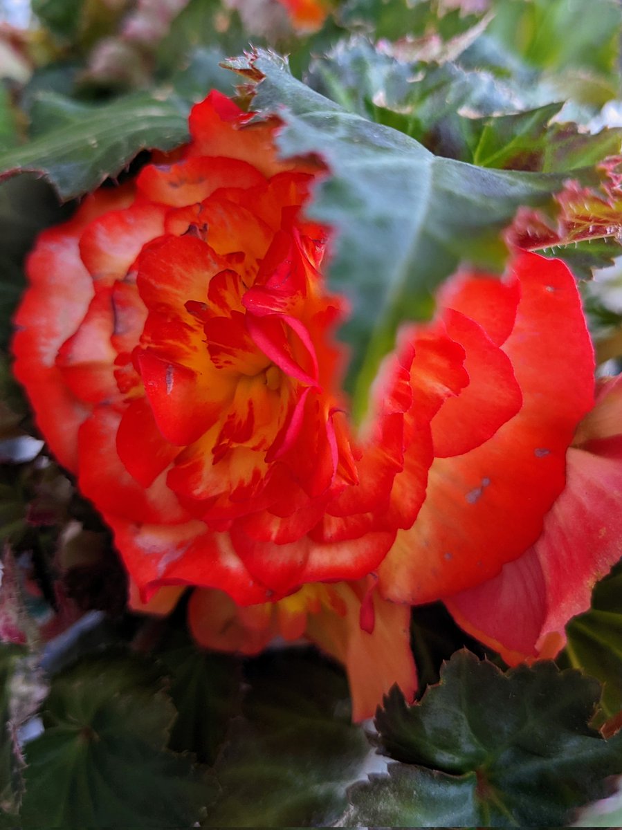 CoffeeLurver's tweet photo. TFW you find your inspiration plant for this year's patio. 😍😍😍 #patioplanning https://t.co/lxc6bioicc