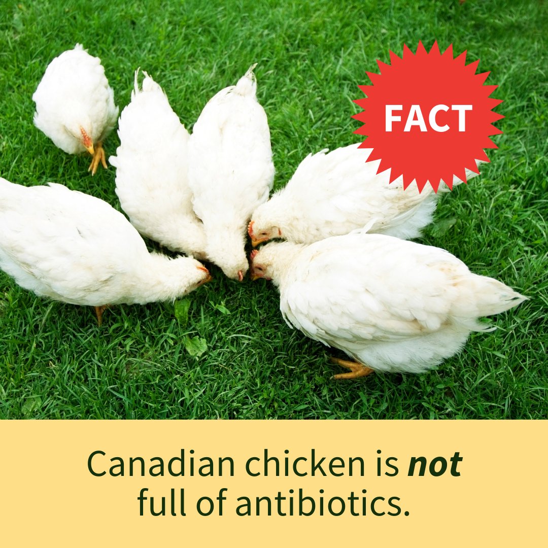 BCChickenSquad's tweet photo. FACT: Canadian chicken is not full of antibiotics.
A “withdrawal period” ensures antibiotic residues are no longer in the meat.
Be chicken smart: https://t.co/QrNE427Kat
#BCchicken #IHeartChickenFarmers #buylocal #chickendotca #CdnAg #AgMoreThanEver #buyCanadian #EatDrinkLocal https://t.co/rc0ZndY8b9
