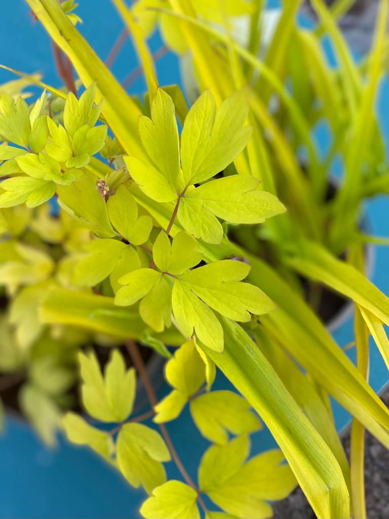 VanHage's tweet photo. Golden leaved #Aquilegia and #Tradescantia - so beautiful.
Hurry though, they sell out fast!
#patioplants #patio #patiopots #beddingplants #shrubs #springplants #gardening #garden #potplants #vanhage #springbedding #gardenborders #perennials #polinnators #flowers #bloom #buds https://t.co/wwTS4gmIWJ