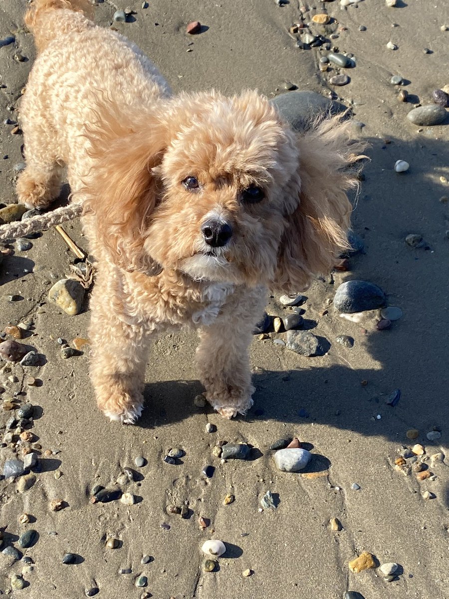 baaaf459's tweet photo. @bmstores #BMPets Mario on the beach last week at Criccieth https://t.co/CDjhVu6Dl4