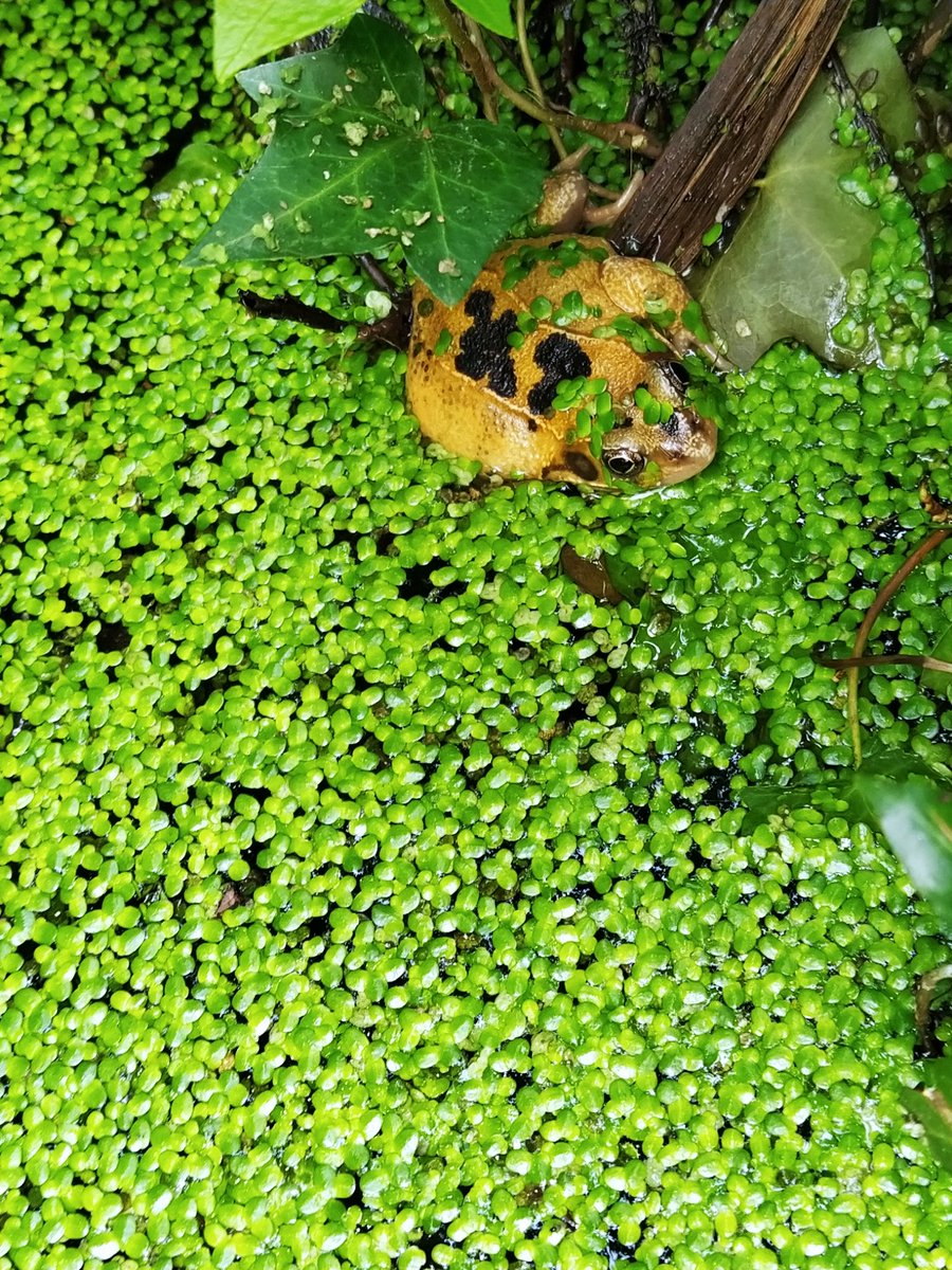 Delighted to have spotted 4 frogs today - for the first time in London, and, surprisingly, literally meters away from the cycle path along which I used to commute for years