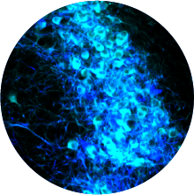 Here is @LabLuthi's latest review on #LocusCoeruleus in #Sleep: When the Locus Coeruleus Speaks Up in Sleep: Recent Insights, Emerging Perspectives mdpi.com/1613958 via @IJMS_MDPI, by @alejandrosoriof @najmacherrad Lila Banterle @FernandezLmj @anita_luthi