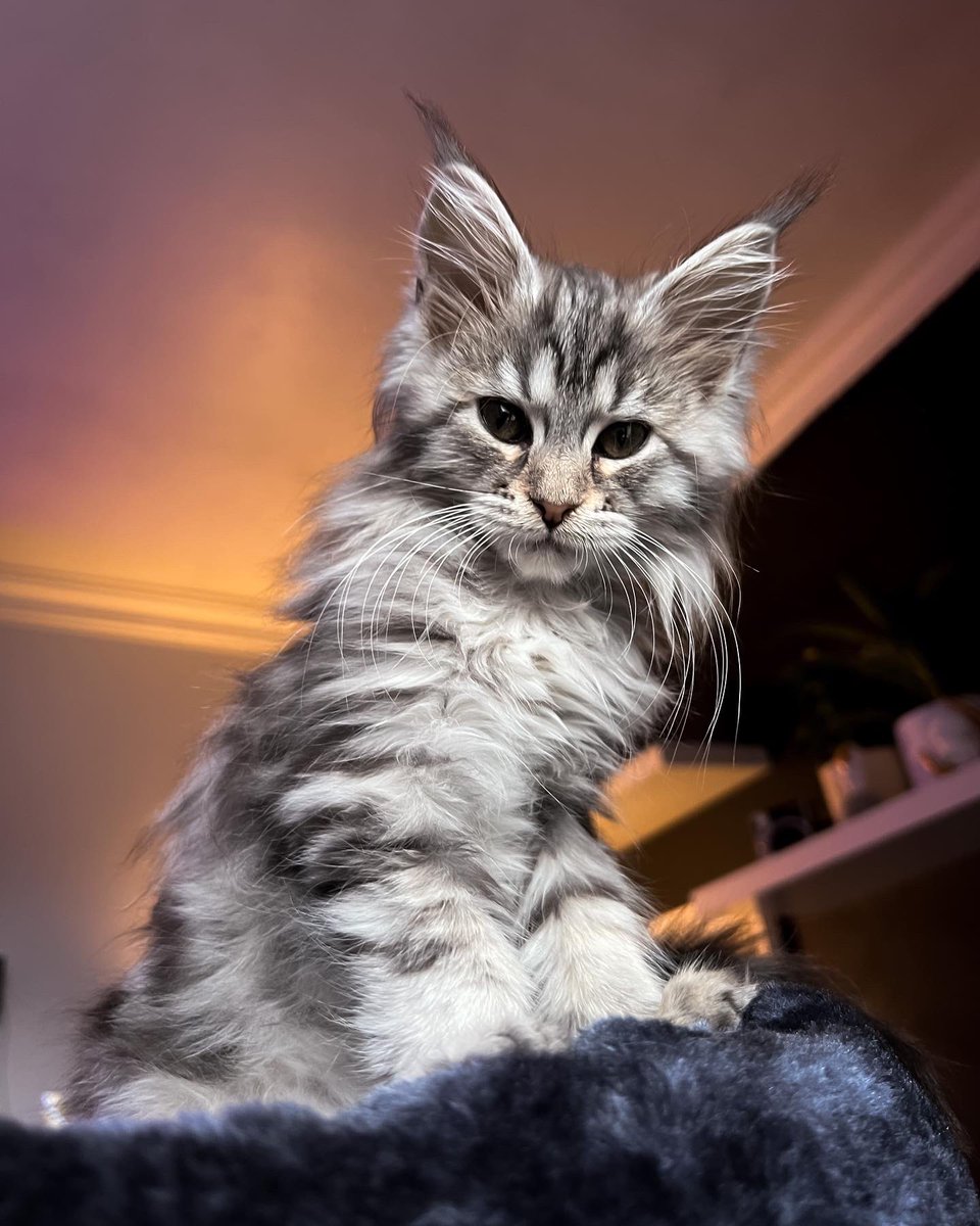 karu_arc's tweet photo. @thesushicatsnft My baby Rhu! photos of her when she was still a kitten 🥰😸 https://t.co/2bkRWAIr2k