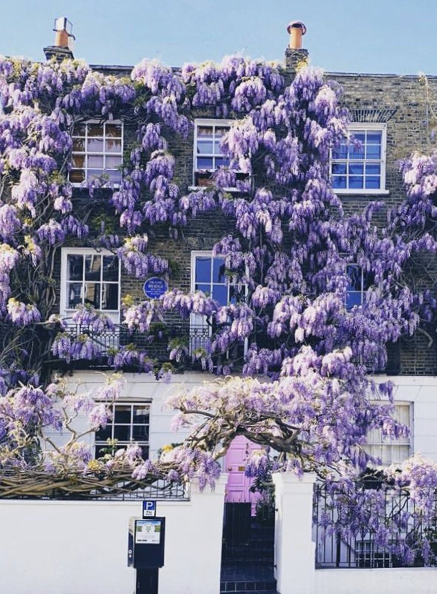 I’ve got #Wisteriahysteria . Is there a cure?