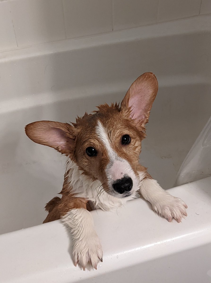 Chris Burson tweet media