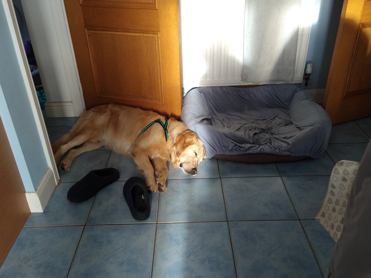 kitteridge_lisa's tweet photo. I'm beginning to think neither of the dogs like this bed! π€π€π
#PreferTheFloorTiles
#OddDogs
#Random
#UnderfloorHeatingVRadiator https://t.co/1k7vCtyDmg
