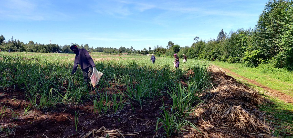 Cathy Cole Ltd tweet media