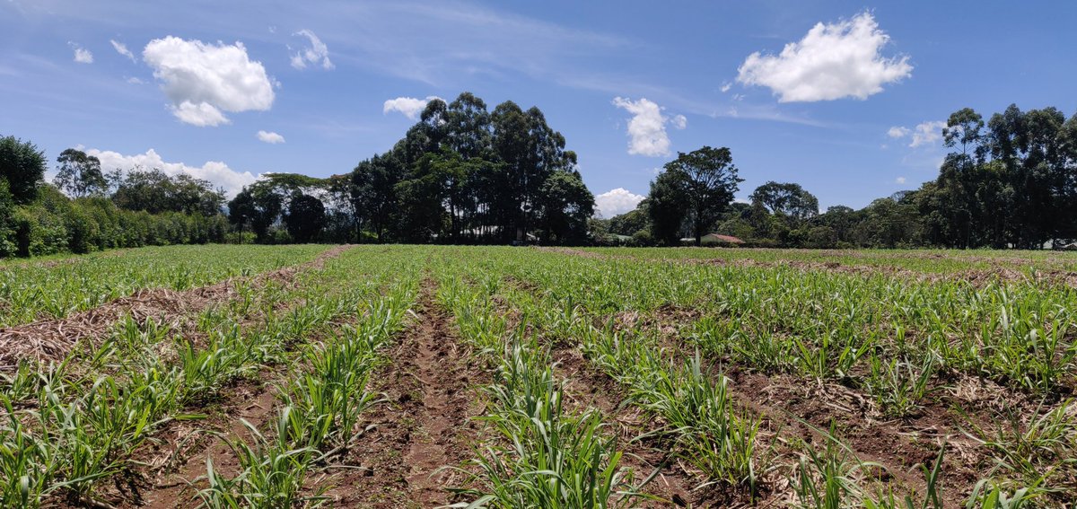 Cathy Cole Ltd tweet media