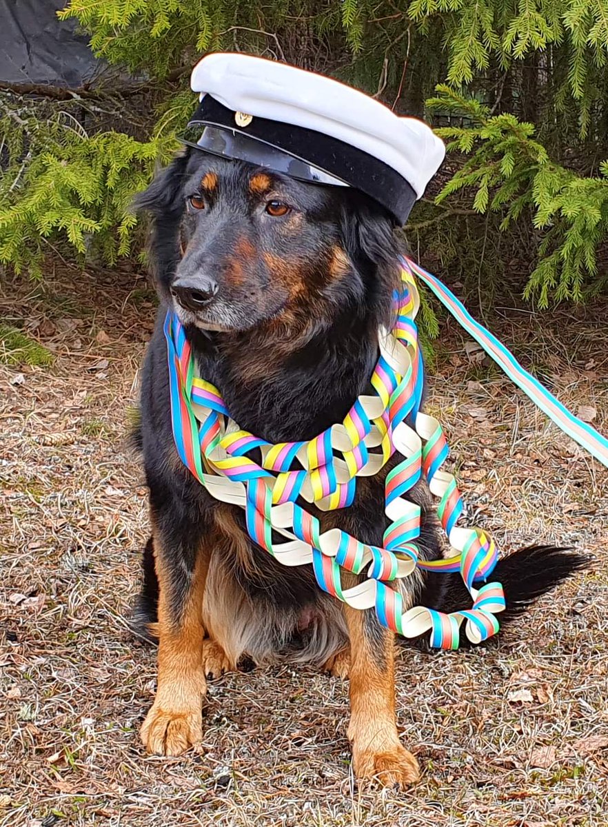 Jouluna tonttulakki, vappuna ylioppilaslakki 😀 Iloista vappua🎈
.
#kuntakoira #vinka #vappuaatto #vappu #ylioppilas